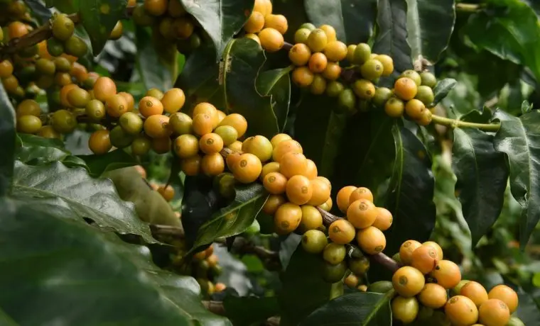 Bourbon Amarelo