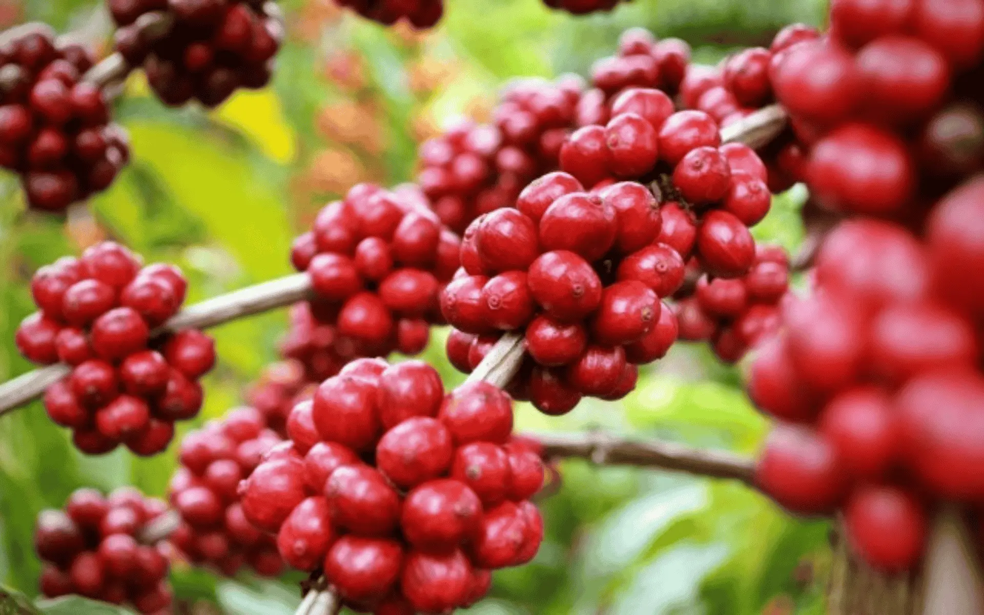 Catuaí Vermelho