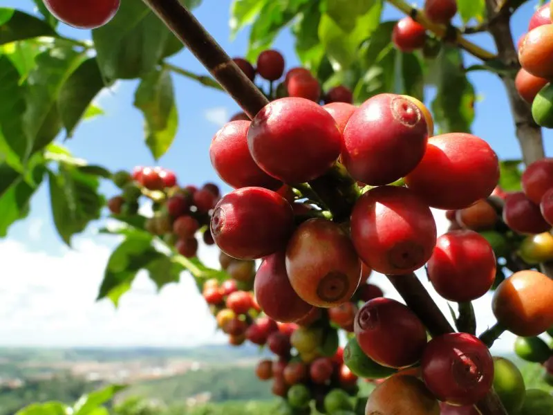 Icatu Vermelho